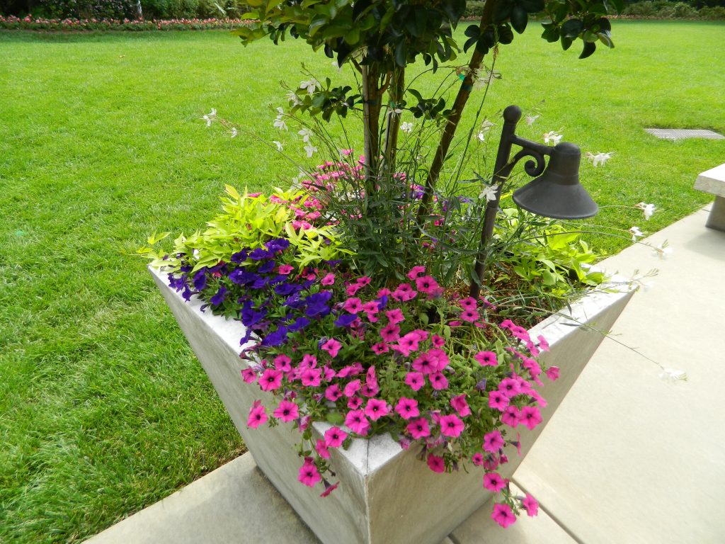 Commercial Flowers 11