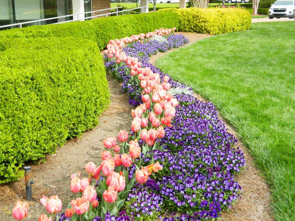 Commercial Flowers 22