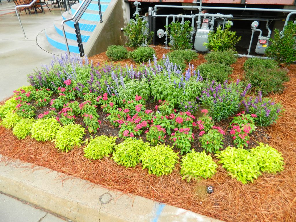 Commercial Flowers 31