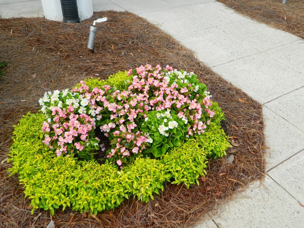 Commercial Flowers 32