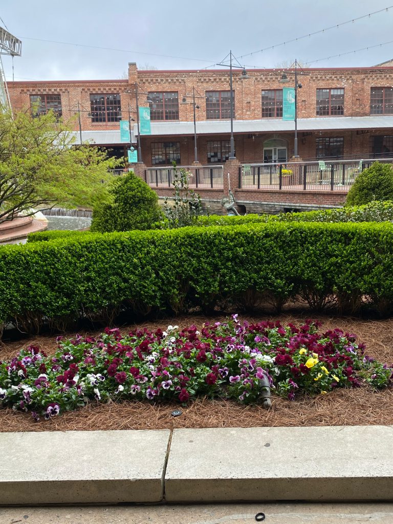 Commercial Flowers 5