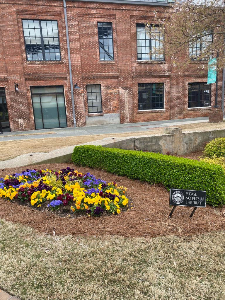 Commercial Flowers 6