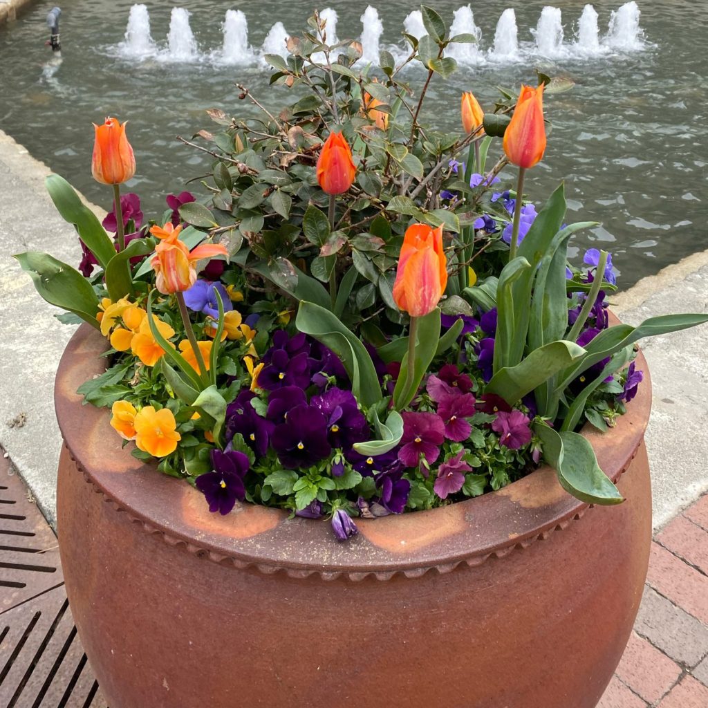 Commercial-Flowers-7-scaled
